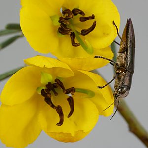 Melobasis soror soror, PL0698, male, on Senna artemisioides ssp. petiolaris, MU, 11.6 × 3.7 mm